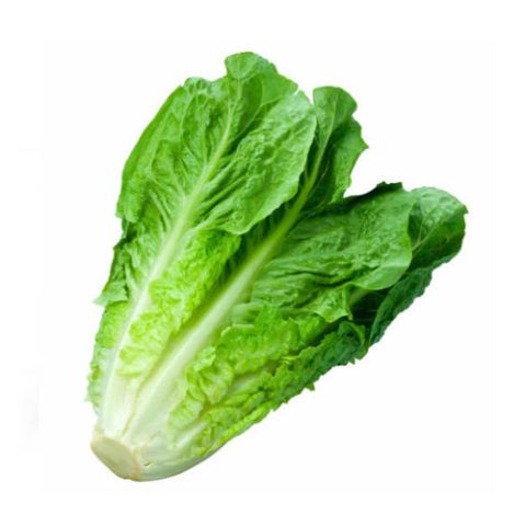 Lechuga Costina Unidad