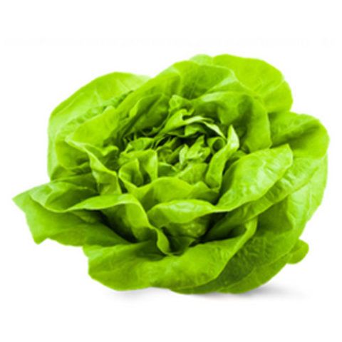 Lechuga Francesa x Und