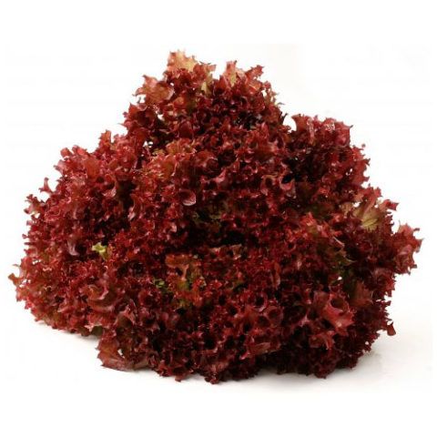 Lechuga Hidropónica Rosa x unid.