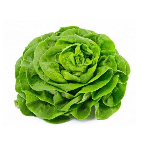 Lechugas Milanesas De Tierra x Und