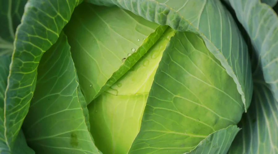 primer-plano-de-repollo-verde-fresco_3_11zon